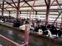 Продажа КРС оптом живым весом по РФ и СНГ, фотография 5