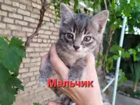 Красивые котята в поисках своего любящего хозяина