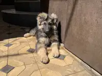 Продам два щенка немецкой овчарки