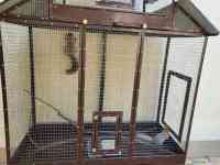 Белочки красивые, парочка, фотография 2