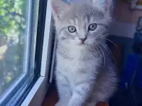 Отдам котёнка в добрые руки!