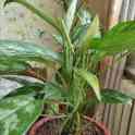 Комнатные растения на любой вкус!, фотография 4