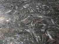 Продаётся рыбное хозяйство, готовый бизнес., фотография 4