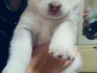 Продаются щенки Аляскинского маламута, фотография 7