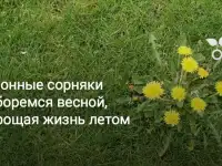 Комплексный уход за газоном и Хвойными, фотография 6