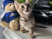 Бенгальский котенок, фотография 6