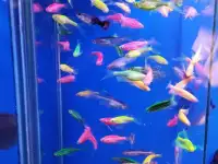 Аквариумные рыбки, фотография 2