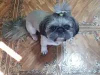Собака по породе ши-тцу ищет себе подружку для вязки полтора года не развязан, фотография 2
