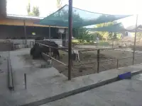 Продажа Ферма Дача, ТашОбл Юкори Чирчик Янги Бозор дахаси, фотография 8