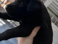 Продаются щенки, фотография 2