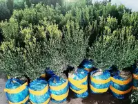 Манзарали дарахт кчатлари, фотография 3