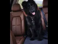 Клубный немецкий д/ш кобель