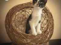 Котятки ищут дом!!, фотография 2