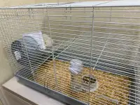 Продается хомяк, фотография 3