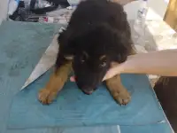 Щенки немецкой овчарки, фотография 4
