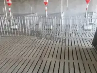 Оборудование Big Ducthman для свинокомплекса по выращиванию свиней из Китайского производителя., фотография 11