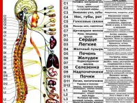 Лечебно- медицинский массаж, фотография 2