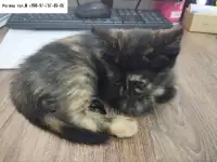 Многомастная ласковая кошечка, фотография 3