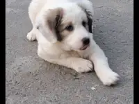 Продаётся щенок