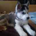 Щенки Сибирской Хаски, фотография 3