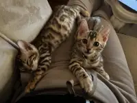 Бенгальский котенок, фотография 2