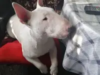 Бультерьер, фотография 2