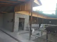 Продажа Ферма Дача, ТашОбл Юкори Чирчик Янги Бозор дахаси, фотография 3