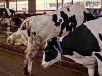 Продажа КРС оптом живым весом по РФ и СНГ, фотография 2