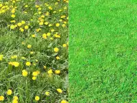 Комплексный уход за газоном и Хвойными