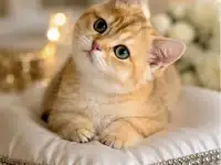 Элитные Британские котята, фотография 2