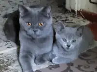 Продаются британские короткошёрстные котята