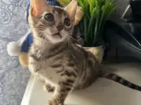 Бенгальский котенок, фотография 5