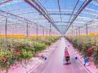 Россияда сабзавот терувчи керак, фотография 2