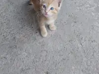 Котята в добрые руки, фотография 3