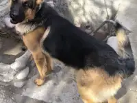 Продаются щенки, фотография 3