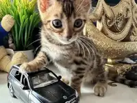 Бенгальский котенок, фотография 7