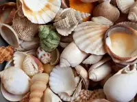 Ракушки  морские натуральные  продам.срочно все за 450000 сум