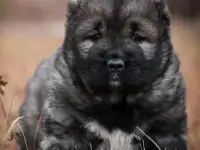 Щенки кавказской овчарки, фотография 3