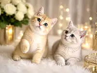 Элитные Британские котята