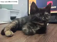 Многомастная ласковая кошечка, фотография 2