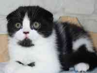 Шотландские котята мальчики, фотография 4