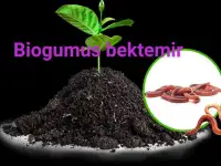 Биогумус. Biogumus