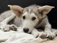 Отдам даром щенят порода Хаски с дворняжкой