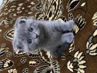 Продаётся Скоттиш-фолд котёнок, фотография 5