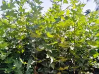 Манзарали дарахт кчатлари, фотография 4