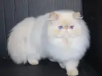 Персидский манчикин, фотография 2