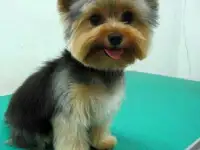 Стрижка собак мелких пород, фотография 3