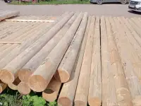 Лес кругляк сосна, фотография 7