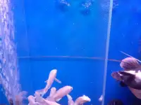 Аквариумные рыбки, фотография 7