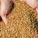 Пшеница, ячмень, подсолнечник, шрот, кукуруза, фотография 2